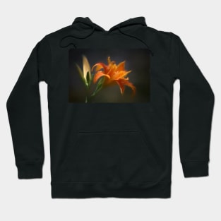 Evening Glow - Designer 135848 x6 Hoodie